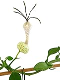 Fangblatt - Ceropegia simoneae - außergewöhnliche Leuchterblume mit extravaganten Blüten - Ø 9 cm Topf - exotische Zimmerpflanze