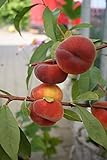 Pfirsichbaum Tellerpfirsich LH 120 - 150 cm, Pfirsiche gelb-rot, Busch, mittelstark wachsend, im Topf, Obstbaum winterhart