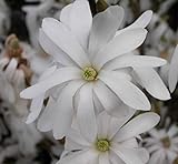 Sternmagnolie Royal Star - Magnolia stellata Royal Star - Blütenreich - duftend - Heilpflanze Preis nach Größe 80-100 cm