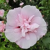 Hibiskus Garteneibisch Pink Chiffon - Hibiscus syriacus - winterhart und mehrjährig - 1 Zierstrauch von Garten Schlüter - Pflanzen in Top-Qualität 40-60 cm