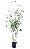 Schwarzer Bambus - Fargesia nitida Black Pearl - keine Wurzelausläufer - schnell wachsend - winterhart (80/100 cm hoch)