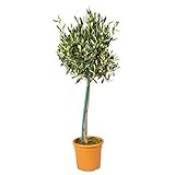 Olea Europaea - Olivenbaum auf Stamm - Winterharte Olivenbäume - Winterharte Pflanzen für Garten und Balkonpflanzen winterhart – ⌀19 cm - 80-90 cm