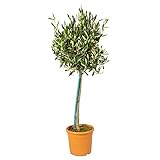 Bloomique - Olea Europaea - Olivenbaum Echt - Gartenpflanzen Winterhart - Höhe 80-90 cm - Topf 19