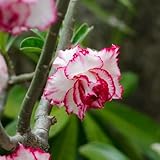 wüstenrose kaufen samen - kübelpflanzen, balkonblumen adenium obesum samen alte sorten saatgut, exotische pflanzen winterhart flower, pflanzen für draußen stauden, pflanzen samen 2p
