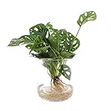 Monstera Pflanze in Vasenglas D. 12 cm Höhe 25 cm | Zimmerpflanze | Pflanze