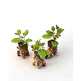 Kräuterpflanzen - Pfefferminze/Garden Mint - Mentha x piperita - 3 Pflanzen im Wurzelballen