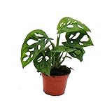 Exotenherz - Mini-Pflanze - Monstera Monkey Mask - Fensterblatt - Ideal für kleine Schalen und Gläser - Baby-Plant im 5,5cm Topf