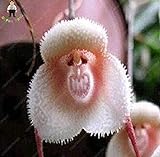 Vistaric 100 stücke 5 arten Niedlichen Affengesicht Orchidee Samen Affe Orchidee Bonsai pflanzen Blumen Samen für haus & garten Kostenloser Versand Rot