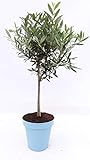 im Pflanzkübel: Olivenbaum Stamm Olive 80-110 cm hoch, beste Qualität, Olea Europaea