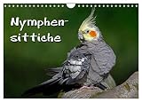 Nymphensittiche (Wandkalender 2026 DIN A4 quer), CALVENDO Monatskalender: Freche Vögel (CALVENDO Tiere)