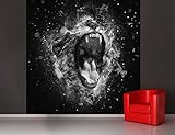 Fototapete selbstklebend Brüllender Löwe - schwarz weiß 50x50 cm
