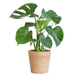 BloomPost Monstera Deliciosa + Korb - 50-60 cm Zimmerpflanze - Pflegeleicht - Zimmerpflanze - Einfach zu züchten - Pflanzen für Heim und Büro - Perfekt für saubere Luft - Topf enthalten