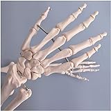 Obere Extremität Knochen-Modell - Handknochen-Modell Life Size Adult Armknochen Modell umfasst alle Armknochen, einen Gelenkbus Handknochen Gesichert mit Draht, für medizinische Forschung und Lehre,A