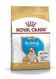 ROYAL CANIN Bulldog Junior 3 kg, 1er Pack (1 x 3 kg)