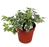 Efeu (Hedera helix), echte Pflanze, als Hängepflanze, Bodendecker oder Zimmerpflanze, pflegeleicht (im 9cm Topf, Sorte: White Wonder, zweifarbig, grün-weiss)