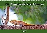 Im Regenwald von Borneo (Wandkalender 2022 DIN A3 quer) [Calendar] Eppele, Klaus [Calendar] Eppele, Klaus