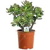 Gardeners Dream Crassula Ovata - Geldbaum Zimmerpflanze - Echt, Kompakt, Immergrün & Winterhart - Echte Sukkulenten im Topf - Echte Pflanzen Deko - Luftreinigende Zimmerpflanzen - Pfleg
