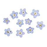 P Prettyia 10 Stück Echte Gepresste Getrocknete Blumen Für DIY Kunst Handwerk - Vergissmeinnicht-Blumen