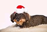 KarnevalsTeufel Mini-Nikolausmütze für Tiere, Hunde, Katzen, Weihnachtsmütze, Dekorationsmütze, vielseitig, rot-weiß