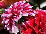 Dahlie Knollen Schöne Mehrjährige-Dahlie Glühbirnen Bonsai Pflanze DIY Hausgarten,Organischer Pflanzenregenbogen Fühlt Sich Gut An-8 Zwiebelns,A
