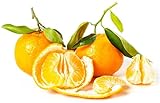 CHTING 50 Stück Orangensamen Spezielle Sorte Mehrjährige Nicht-GVO-Früchte Pflegeleicht Anpassungsfähige Einstiegssorten Im Gartenhof Platziert