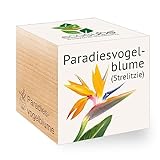 Feel Green 297517 Ecocube Paradiesvogelblume, Nachhaltige Geschenkidee (100% Eco Friendly), Grow Your Own/Anzuchtset, Pflanzen Im Holzwürfel, Made in Austria