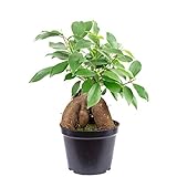 Chinesische Feige - echte Zimmerpflanze, Ficus Ginseng - Höhe ca. 25 cm, Topf-Ø 12 cm