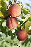 Terrassenobst Zwergobst 40 cm Stammhöhe - kompakte Obstbäume, ideal für Terrassen und Balkone, pflegeleicht, ertrag