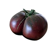 Tomate 'Brandywine Black' 10 Samen ''Super Aromatische Tomatensorte''