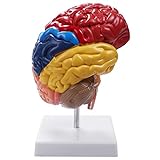 VORA Gehirn Anatomisches Modell Anatomie 1: 1 Halbes Gehirn Gehirnstamm Medizinisches Lehr Labor ZubehhR