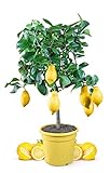 Meine Orangerie Zitronenbaum Mezzo - echter Citrusbaum - 70 bis 100 cm - veredelte Zitrone im 6,5 Liter Topf - Citrus Limon - Lemon Tree - Fruchtreife Zitronen Pflanze in Gärtnerqualität