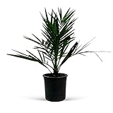 Phoenix canariensis | Dattelpalme | Freilandpflanze | Kanarische Palme | Höhe 40-50 cm | Topf Ø 15 cm