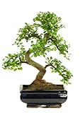 Bonsai Baum mit Keramik Blumentopf - Ligustrum, Ficus, Carmona, Podocarpus, Chinese elm - ca. 6-9 Jahre (20cm Schale , P20 S)