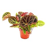 Exotenherz - Wilde Begonie - Begonia ferox - spektakuläre Blattpflanze - Rarität - 12cm Topf