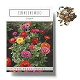 Zinnien Samen Mix (Zinnia) - Farbenprächtige Sommerblumen für das Beet, den Balkon, die Terrasse und als Schnittblume in V