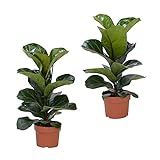 2 Ficus lyrata 'Bambino' | Moraceae | Geigenfeige | luftreinigende Zimmerpflanze | Höhe 30-40cm | Topfgröße Ø 12cm