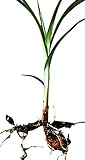 Erdmandel -Cyperus esculentus- 25 Samen/Knollen Hohe Keimfähigkeit ***Leckere Tigernüsse selber züchten***
