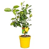 Zitronenbaum | Citrus 'Lemon' - Freilandpflanze im Anzuchttopf ⌀19 cm - ↕60-70 cm