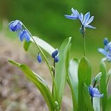 Blausternchen Samen Winterhart, blumenwiese samen mehrjährig winterhart Scilla siberica, blumensamen geschenk blumen samen, blumendeko alte sorten saatgut samen garten pflanzen 150p