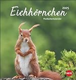 Eichhörnchen Postkartenkalender 2025: Dekorativer Monats-Tischkalender zum Aufstellen oder Aufhängen. Fotokalender voll niedlicher Eichhörnchenbilder, ... und Verschicken. (Postkartenkalender Heye)