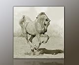 WILD Leinwandbild Bilder Pferd Pferdebild (horse4-50x50cm) Hengst Pferde auf Leinwand gerahmt - Bilder fertig gerahmt mit Keilrahmen riesig. Ausführung Kunstdruck auf Leinwand. Günstig inkl Rahmen