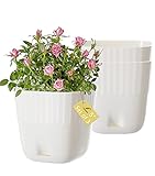 GardenBasix Pflanzgefäß für den Innen- und Außenbereich, 15,2 cm, Kunststoff, für Blumen und Pflanzen, Weiß, 3 Stück