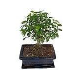Bonsai Sag
