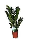 Glücksfeder, (Zamioculcas zamiifolia), Zamie, Zamia Farn, Zamia Palme, pflegeleichte Zimmerpflanze (ca. 75cm hoch im 19cm Topf)