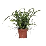 Plant in a Box - Knopf-Farn - Nephrolepis Duffii - Höhe 25-40cm - Pot 12cm - Zimmerpflanze - Grü