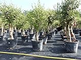 gruenwaren jakubik Olivenbaum Olive 'Angebot' 150-180 cm, beste Qualität, winterhart, Olea Europaea, dicke Stämme 20-35 cm Umfang