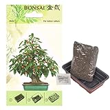 Bonsai Samen Set - viele Sorten - echte Bonsai Pflanzen Anzuchtset Baum züchten inklusive Erde, Samen und Anzuchtschale - einfaxches strater kit mit Anzuchterde (Bonsai Malis)