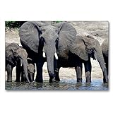 Premium Textil-Leinwand 90 x 60 cm Quer-Format Rüsseltiere - Afrikanische Elefanten | Wandbild, HD-Bild auf Keilrahmen, Fertigbild auf hochwertigem Vlies, Leinwanddruck von Gerald Wolf