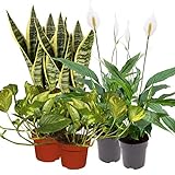 Pflanzen Kölle Grünpflanzen Schlafzimmer-Mix harmonisches Dreierlei von aufrecht bis hängend, 6er-Set