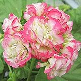 30 Stück Geranien Samen Rosa Weiße Seltene Arten Pelargonie Unentbehrlicher Dekorativer Kältebeständiger Erbstück Blumensamen Für Den Garten Drinnen Draußen Pflanzung